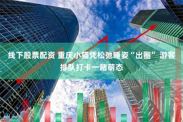 线下股票配资 重庆小猫凭松弛睡姿“出圈” 游客排队打卡一睹萌态